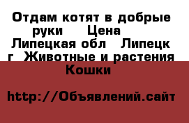 Отдам котят в добрые руки.  › Цена ­ 1 - Липецкая обл., Липецк г. Животные и растения » Кошки   